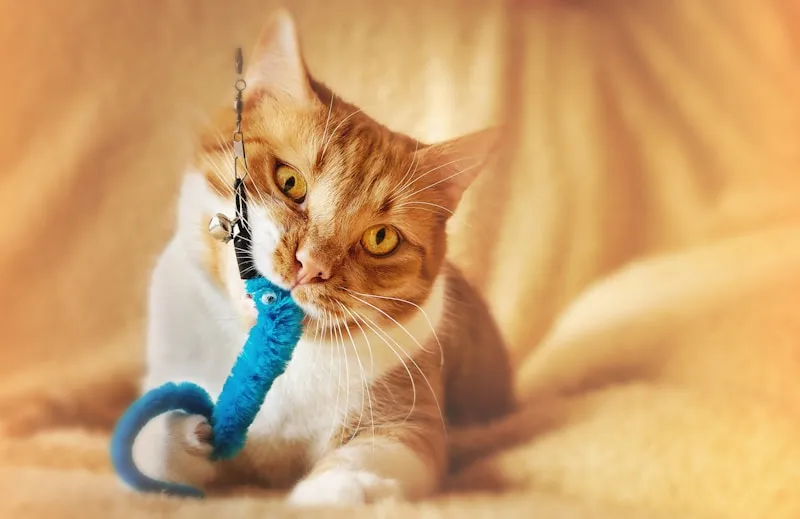 Happy cat owner with fresh-smelling home - litter box odor solved