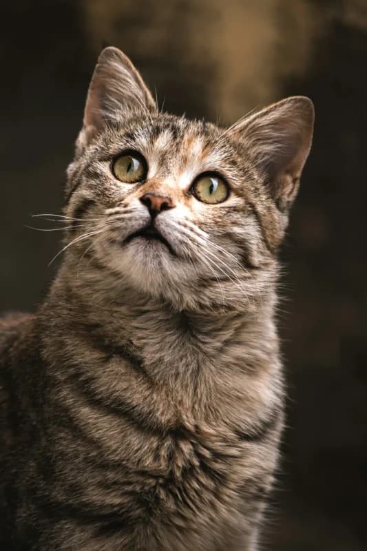 Multiple product sizes for multi-cat households
