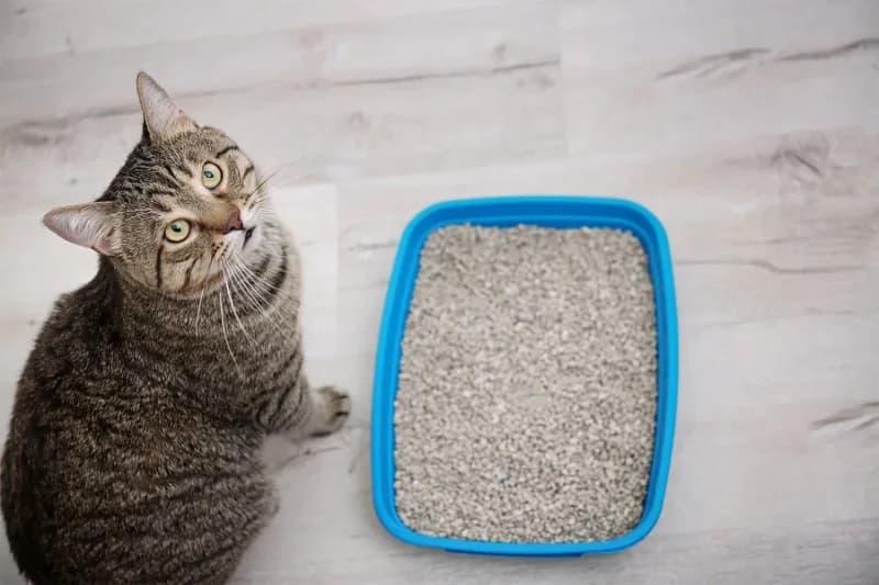 Litière chat écologique Québec : comment réduire l'odeur sans sacrifier vos valeurs