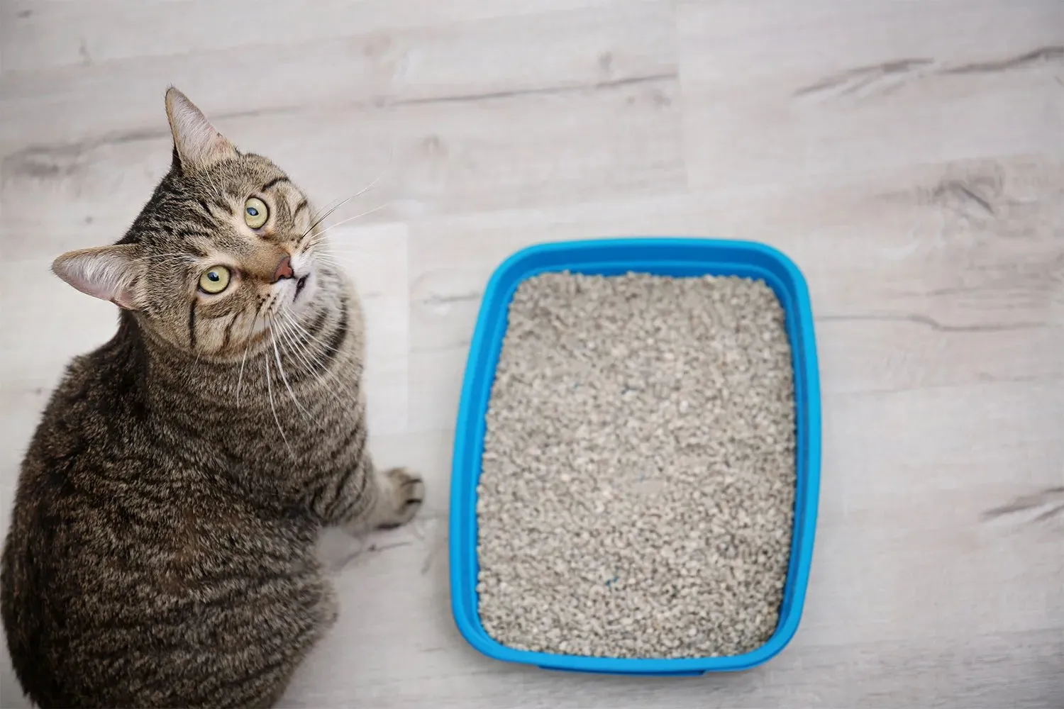 Natural cat litter