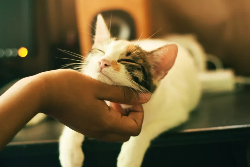 Conseils de Contrôle des Odeurs de Litière pour Chat - Guide Complet pour Éliminer les Odeurs du Bac à Litière