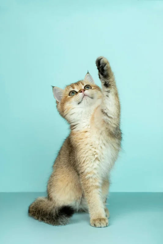 Désodorisants pour litière et chatons : guide complet de soins