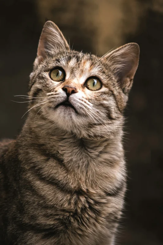 Guide du désodorisant de litière multi-chats : solutions pour foyers avec plusieurs chats