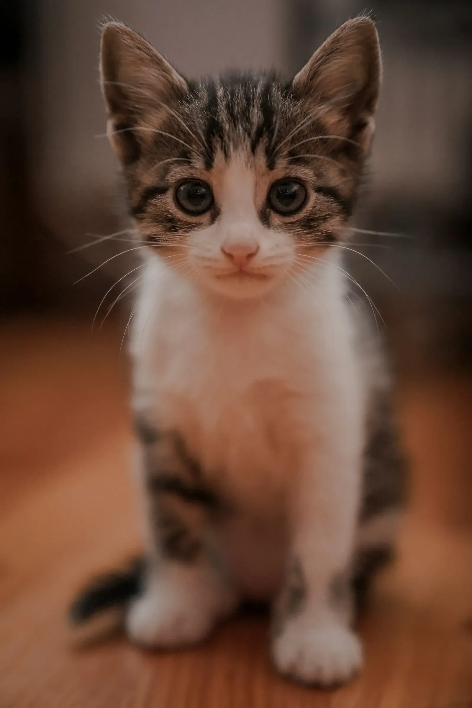 Happy healthy cat in clean home environment with fresh air