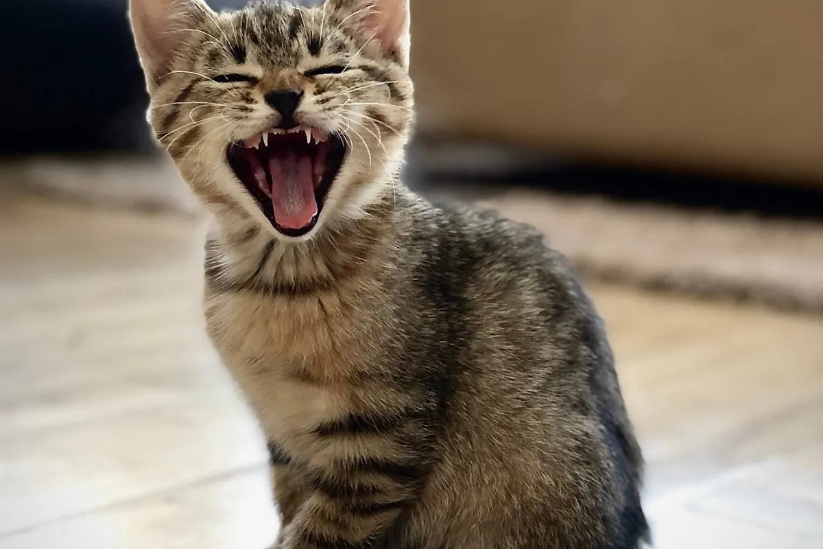 Multi-cat household litter box challenge